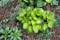 Old Glory Hosta Live Plants – 3 Rooted Starter Plants in 1 Qt Pots, Variegated Foliage, Shade Perennial, Hosta 'Old Glory'