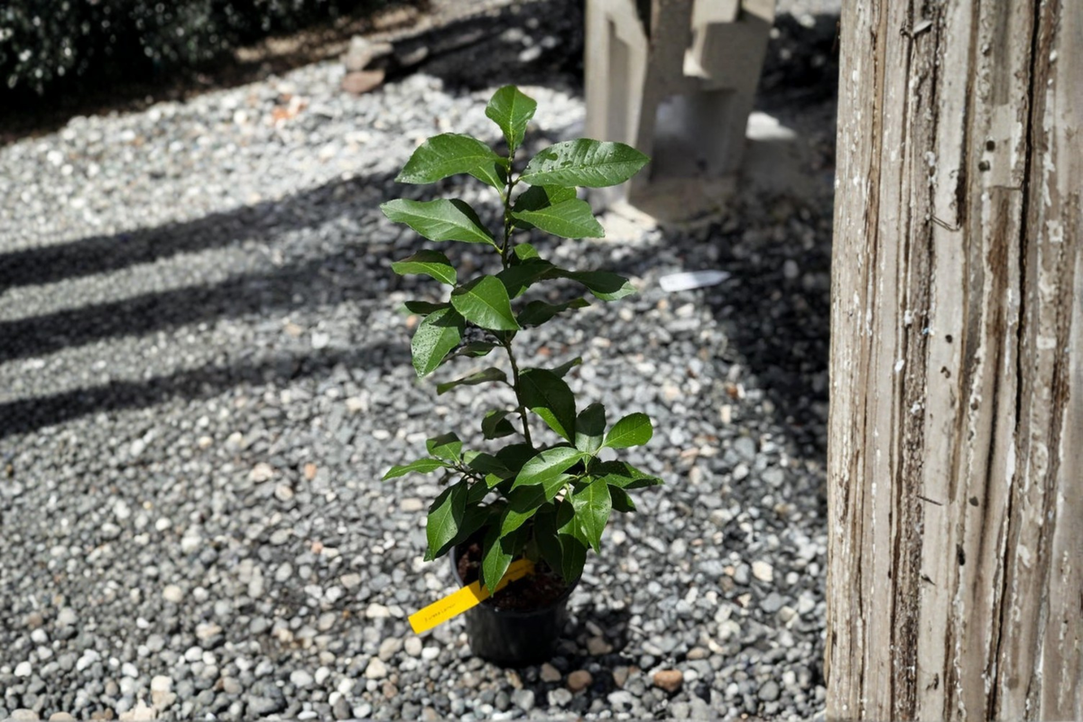 Grafted Key Lime Citrus Tree Live Plant – Edible Fruit, Indoor & Outdoor, Starter Citrus, Citrus aurantiifolia