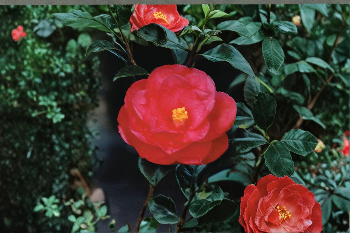 Japanese Camellia ‘Tama Electra’ 1 Gallon Live Plant – Pink Flowering Evergreen Shrub for Shade Gardens