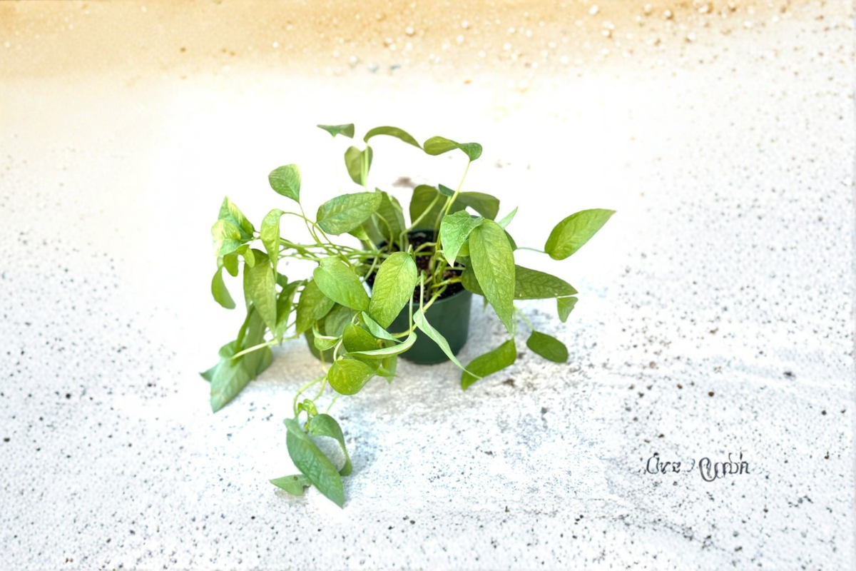 Cebu Blue Pothos Live Plant Cutting in 3-Inch Pot, Epipremnum Pinnatum, Blue-Green Tropical Foliage, Indoor Houseplant