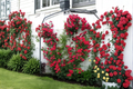 Red Climbing Rose Seeds – 20 Fragrant Ornamental Flower Bush for Outdoor Trellis & Fence, Rosa spp.
