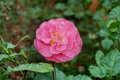 Camellia japonica ‘Marie Bracey’ Live Plant, Pink Flowers, Evergreen Shrub, 3 Gallon Pot