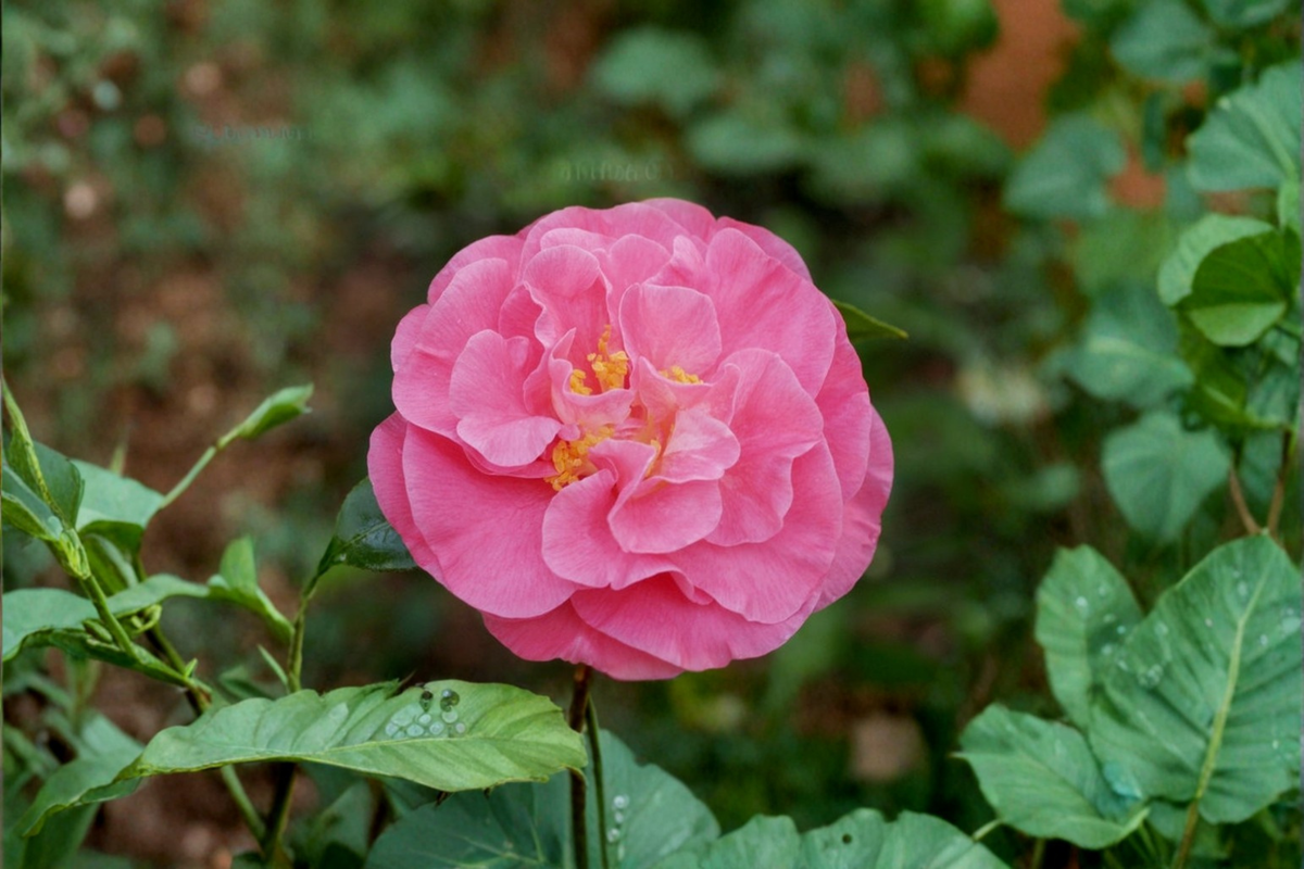 Camellia japonica ‘Marie Bracey’ Live Plant, Pink Flowers, Evergreen Shrub, 3 Gallon Pot