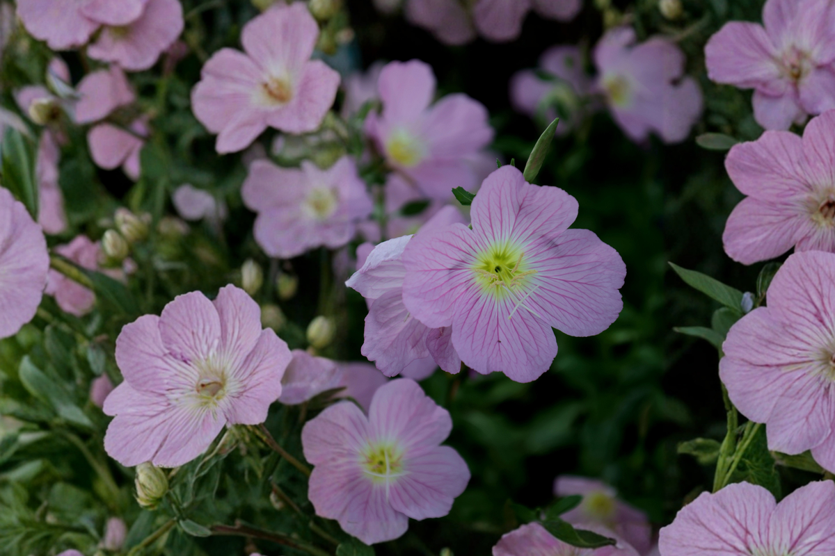 Pink Showy Evening Primrose Live Plant – Hardy Perennial – Oenothera speciosa – Drought Tolerant, Pollinator & Border Plant