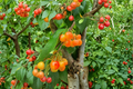 Yellow Cherry Tree Live Plant 4 Ft Sweet Cherry Fruit Tree for Garden Backyard Orchard Outdoor Growing Plant