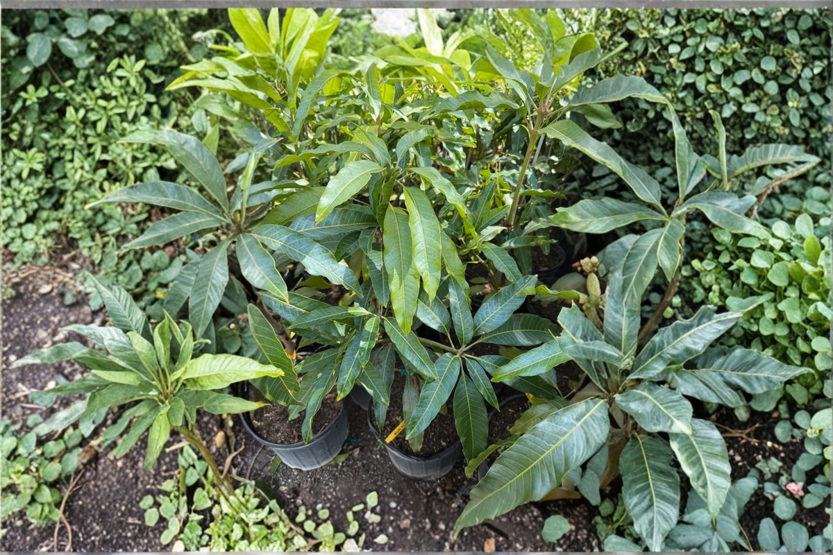 Golden Mun Kun Si Mango Tree Grafted Live Plant – 3ft Tropical Mango Fruit Tree, Edible, Full Sun, Mangifera indica
