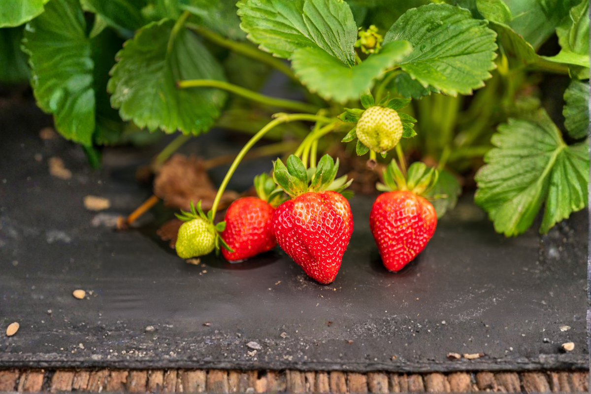 Seascape Strawberry Bare Root Plants – Everbearing Fragaria × ananassa, Suitable for Garden Beds & Containers