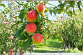 Grafted Fuji Apple Tree – 4ft Tall, Crisp, Sweet Fruit, Malus domestica 'Fuji' for Home Orchard & Backyard Garden