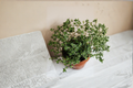 French Thyme Live Herb Plant – Rooted Starter, Culinary, Perennial, Thymus vulgaris, Compact, Full Sun
