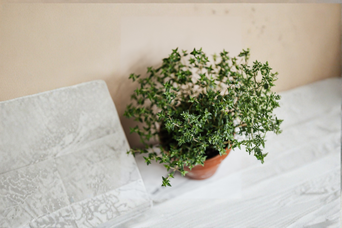 French Thyme Live Herb Plant – Rooted Starter, Culinary, Perennial, Thymus vulgaris, Compact, Full Sun