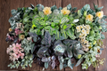 Assorted Calathea Starter Plants Bundle – 2 Inch Rooted Tropical Houseplants for Indoor Decor & Gift