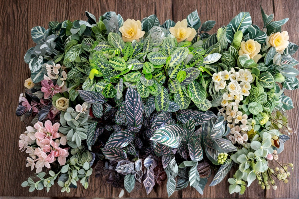 Assorted Calathea Starter Plants Bundle – 2 Inch Rooted Tropical Houseplants for Indoor Decor & Gift