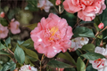 Betty Sheffield Camellia Live Plant 1 Gallon Pink White Variegated Flowers Evergreen Shrub for Shade Gardens