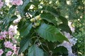 Chinkapin Oak Live Plant 2-Gallon Pot Native Deciduous Tree for Landscaping & Shade Quercus muehlenbergii