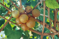 Carlos Muscadine Grape Vine Plant 1 Gal – Bronze Fruit Climbing Vine for Home Garden, Vitis rotundifolia ‘Carlos’