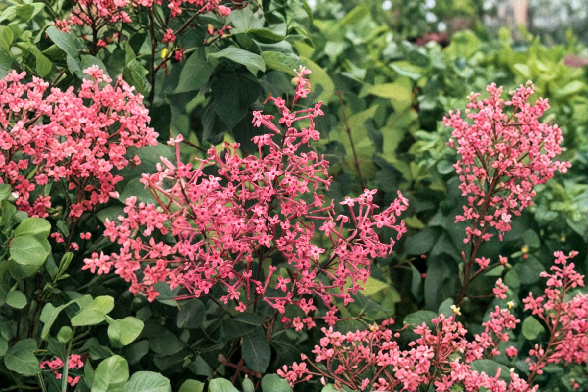 George Eastman Lilac Live Plant – 8 Inch Syringa x julianae Pink Purple Fragrant Shrub in 4-Inch Pot