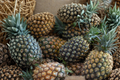 Live Sugar Loaf Pineapple Plant – Rooted Crown in Pot – Tropical Fruiting Ananas comosus for Container Growing