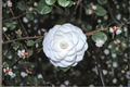 Japanese Camellia ‘Miss Biloxi’ 1 Gallon Live Plant – Pink Evergreen Flowering Shrub, Camellia japonica for Shade Gardens