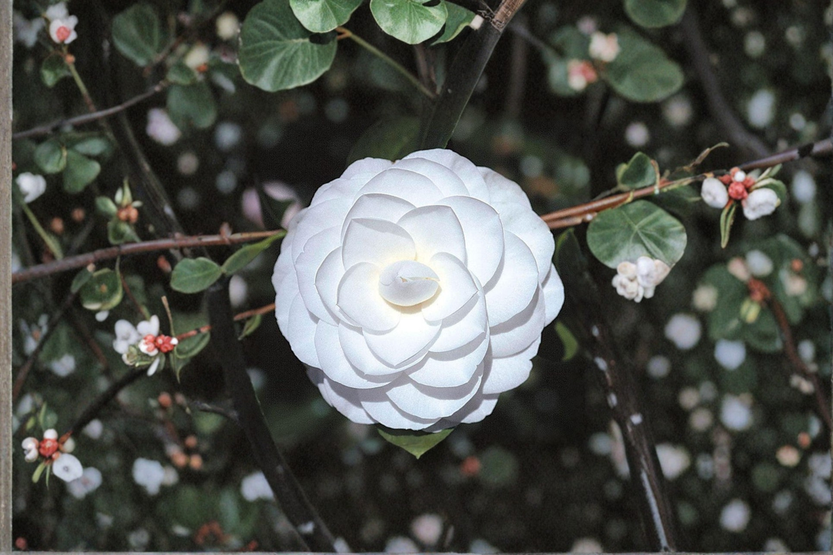 Japanese Camellia ‘Miss Biloxi’ 1 Gallon Live Plant – Pink Evergreen Flowering Shrub, Camellia japonica for Shade Gardens