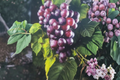 Black Ison’s Muscadine Grape Vine Live Plant 2-Gallon Pot, Climbing Vine, Dark Purple Grapes, Vitis rotundifolia