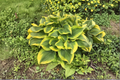 Hosta ‘Atlantis’ Variegated Shade Perennial - 3 Inch Pot, Green & Yellow Foliage, Large Leaves, Low Maintenance Garden Plant