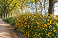Japanese Kerria Pleniflora Live Plant – 1 Gallon, Double Yellow Flowers, Bushy Ornamental Shrub for Garden Borders & Landscaping
