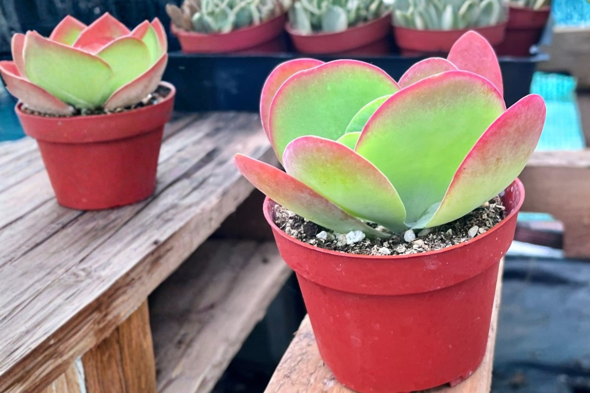 Flapjack Succulent Live Plant | Paddle Plant Kalanchoe luciae | 2 Inch Pot Indoor Outdoor Decor Gift