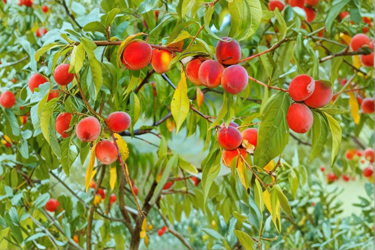 Dwarf Peach Tree Live Plant 3–4 Ft, Bonanza Peach, Fruit Bearing, Patio & Garden, Prunus persica