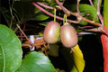 Kens Red Hardy Kiwi Vine Female Climbing Plant Actinidia arguta Red Fruit Zone 5-8 Garden Plant