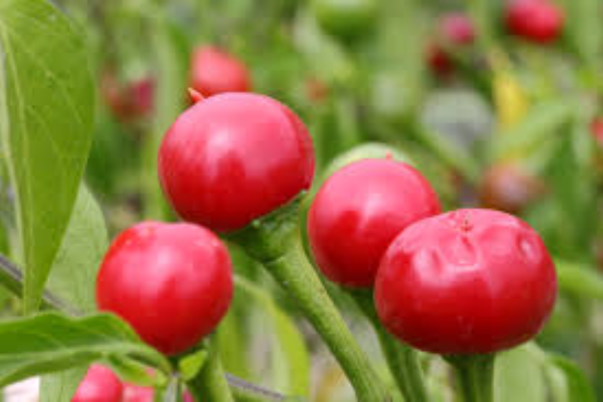 Red Cherry Bomb Hot Chili Live Plants (3 Pack) – Capsicum annuum, Edible & Ornamental, Compact, Red Peppers