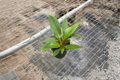 Philodendron Melinonii Live Plant - 4 Inch Pot Tropical Green Houseplant Indoor or Outdoor