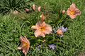 Daylily ‘Pewter Pink’ Bare Root Plants – Soft Pink Perennial Flowers for Summer Garden Hedges & Borders