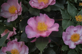 Long Island Pink Camellia Live Plant 1 Gallon – Pink Fall Blooming Evergreen Shrub Camellia sasanqua Zone 6