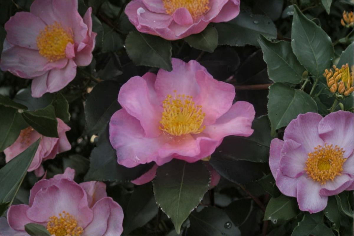 Long Island Pink Camellia Live Plant 1 Gallon – Pink Fall Blooming Evergreen Shrub Camellia sasanqua Zone 6