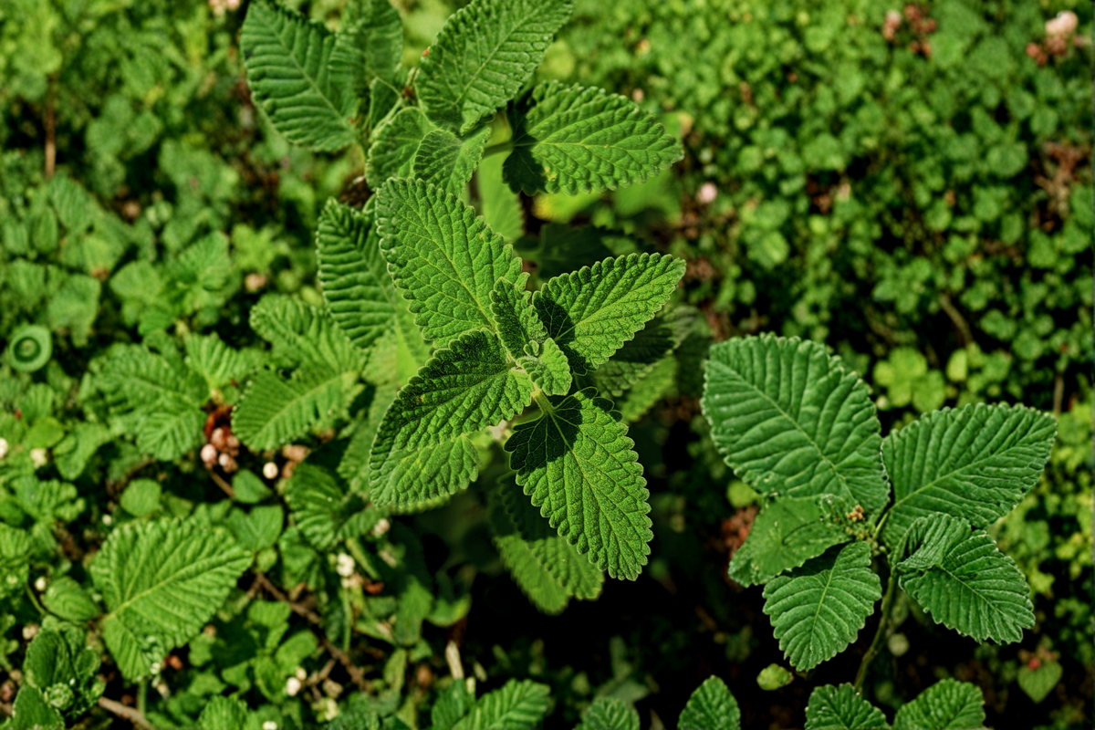Kentucky Colonel Mint Live Plant | Herb Starter | Mentha spicata | Spearmint Herb for Garden & Containers