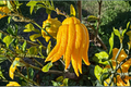 Grafted Buddha’s Hand Citron Tree - 2ft Live Citrus Plant with Fingered Fruit - Tropical Garden, Container, Ornamental Citrus