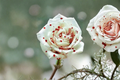 Rare Blood Drop Rose Seeds – Deep Red Flowering Bush Seeds for Garden, Landscaping, 2/10/20/30 Seeds