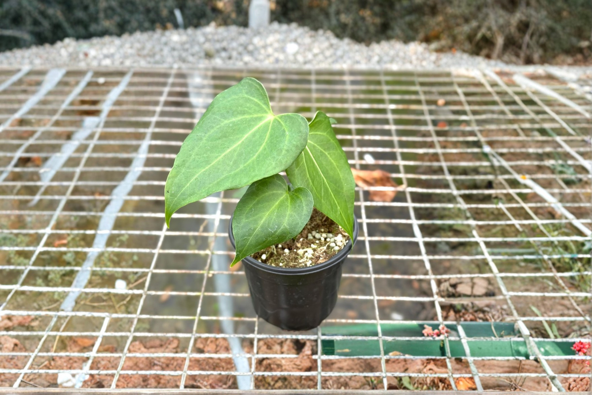 Anthurium Delta Force Live Plant – Dark Green Tropical Houseplant in 4-Inch Pot