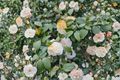 Lemon Glow Camellia Live Starter Plant – Camellia japonica 'Lemon Glow' – Evergreen Flowering Shrub in Pot