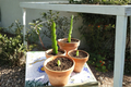 Live Dragon Fruit Cutting – Pitaya Propagation Plant, Tropical Cactus, Selenicereus spp.