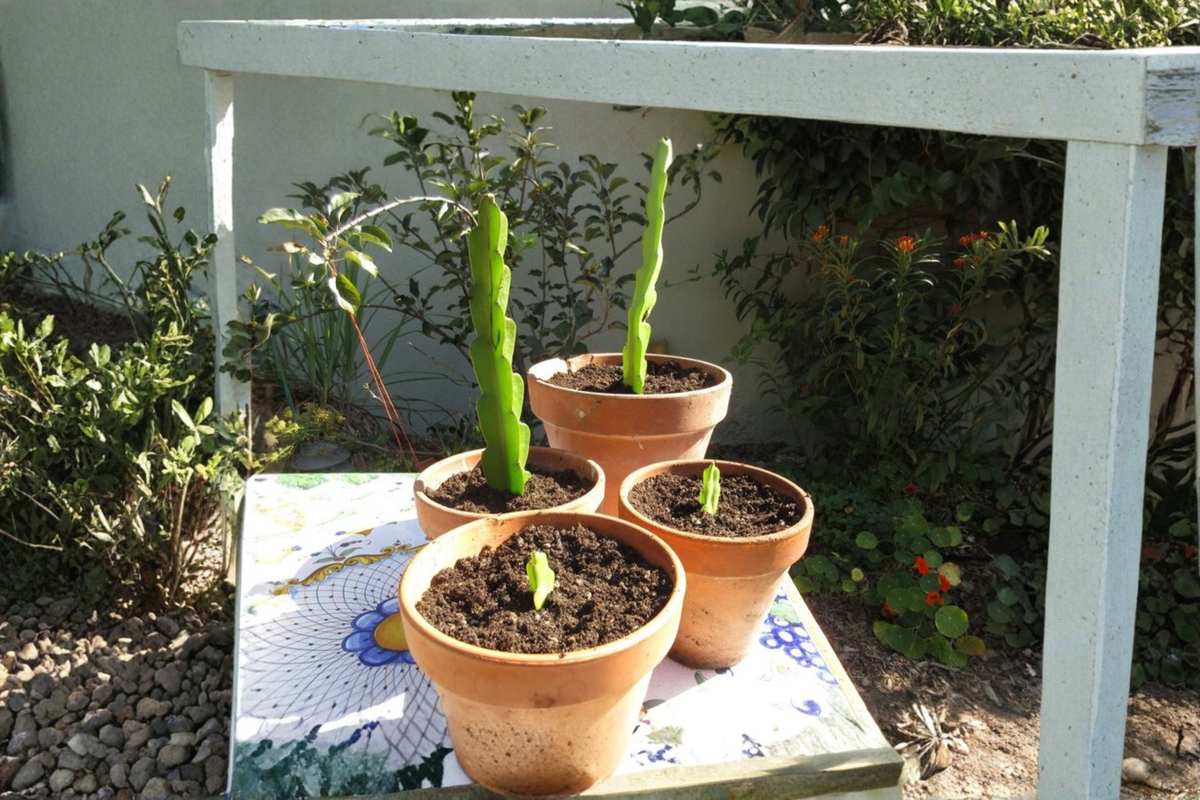 Live Dragon Fruit Cutting – Pitaya Propagation Plant, Tropical Cactus, Selenicereus spp.