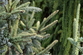 Variegated Black Spruce Live Plant, 12 Inches, Picea mariana ‘Aureovariegata’, Evergreen Conifer, Cold Hardy Landscape Tree