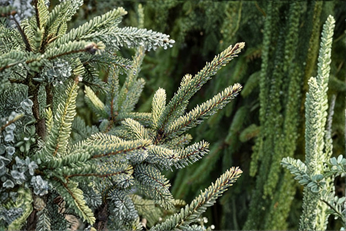 Variegated Black Spruce Live Plant, 12 Inches, Picea mariana ‘Aureovariegata’, Evergreen Conifer, Cold Hardy Landscape Tree