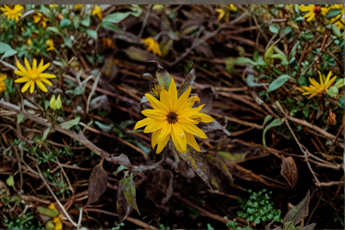 Autumn Gold Willow Leaf Sunflower Live Plants, 3 Rooted Starters in 1 Qt Pots, Helianthus salicifolius, Perennial Flower