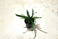 Blue Oil Fern Live Plant in 4 Inch Pot - Microsorum thailandicum Tropical Fern Indoor Houseplant Rare Decor