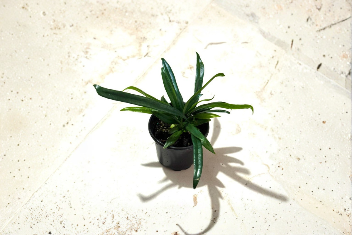 Blue Oil Fern Live Plant in 4 Inch Pot - Microsorum thailandicum Tropical Fern Indoor Houseplant Rare Decor