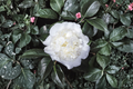 Japanese Camellia ‘Snow Chan’ Live Plant – 1 Gallon White Flowering Evergreen Shrub, Camellia japonica for Shade Gardens