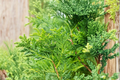 Thuja Green Giant Starter Plant Live Evergreen Tree for Privacy Hedge, Landscape, Garden, Thuja standishii × plicata