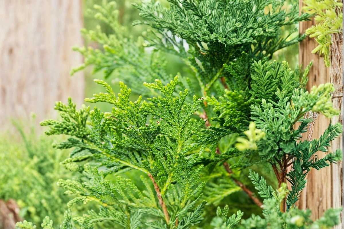 Thuja Green Giant Starter Plant Live Evergreen Tree for Privacy Hedge, Landscape, Garden, Thuja standishii × plicata