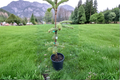 Silver Del Nordmann Fir Live Plant – 12 Inch Compact Evergreen Conifer in 1-Gallon Pot – Abies nordmanniana for Garden & Landscape